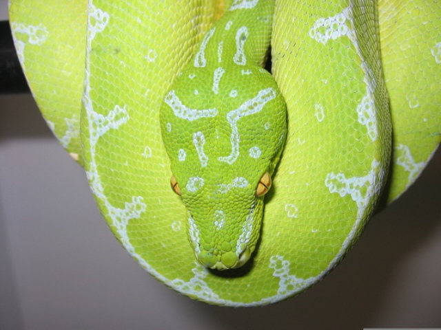 Jayapura Closeup