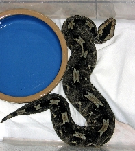 Awkward colored Rhino Viper