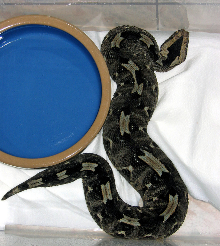 Awkward colored Rhino Viper