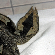 Awkward colored Rhino Viper (head closeup)