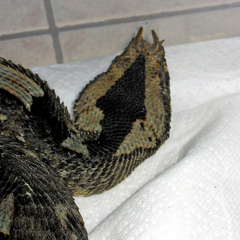Awkward colored Rhino Viper (head closeup)