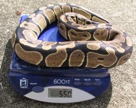 largest