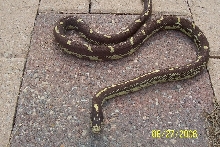 Chocolate striped king 1
