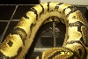 Fu Possible Yellow Belly