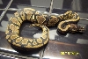 Possible yellowbelly 1