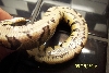 Poss YB1 Belly