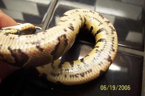 Poss YB1 Belly
