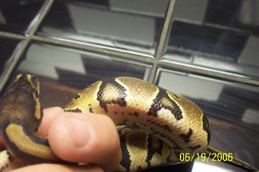 Possible yellowbelly 2 belly