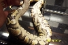 Possible Yellowbelly 7