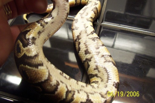 Possible Yellowbelly 7