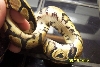 Poss Yellowbelly 8