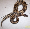 female 1