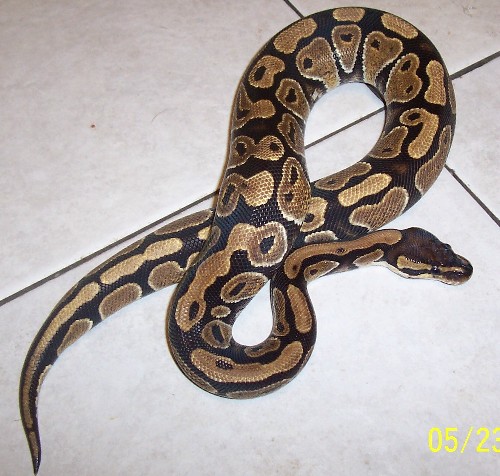 female 1