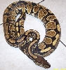 female 2