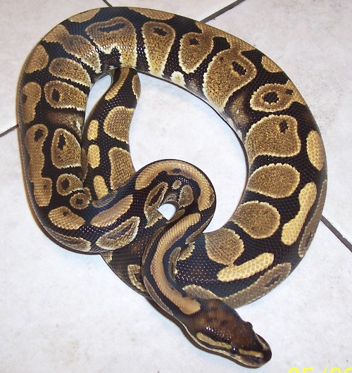 female 2