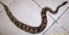 female 3