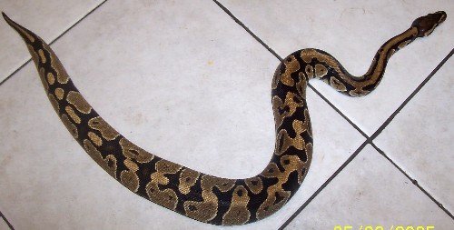 female 3