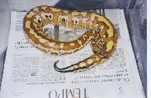 female blood