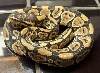 Het ghost female 1