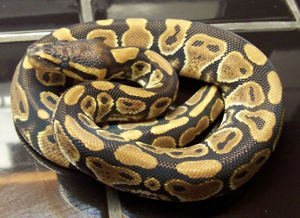 Het ghost female 1