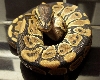 Het ghost female 2