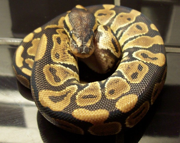 Het ghost female 2