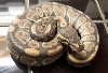 Het ghost male 1
