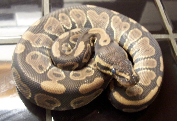 Het ghost male 1