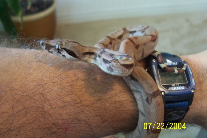 Hypo on my hand