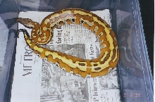 male blood