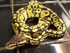 new male pastel 2