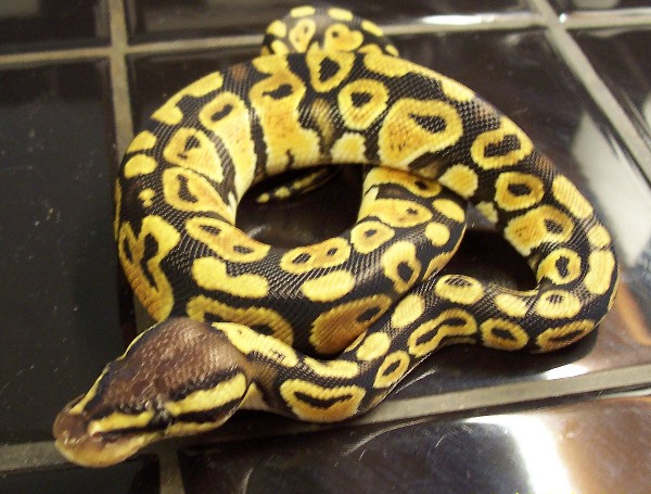 new male pastel 2