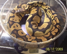 Pastel Female