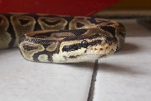 Freaky growth on rescue's nose