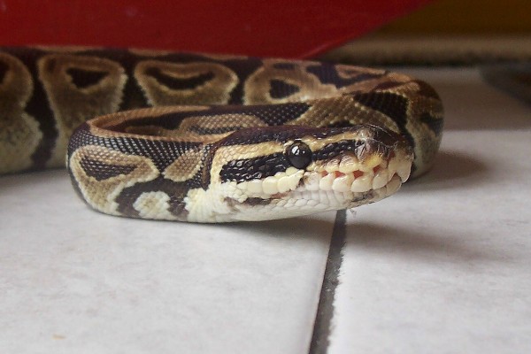 Freaky growth on rescue's nose