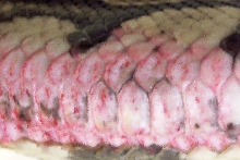 Ball python scale rot?