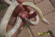 Snow Corn