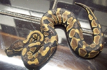 Tiger male 2
