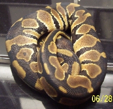 tiger male 1
