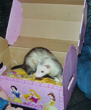 Princess Puck