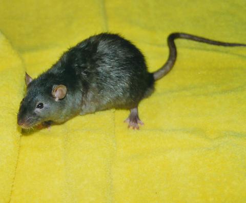 Vincent the Rat