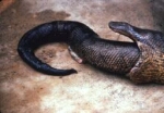 Anaconda Canibalism