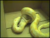 Monte Eating