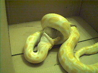Monte Eating