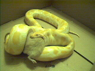 Monte Eating 2