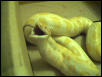 Monte Eating 3