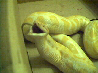 Monte Eating 3