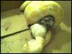 Rabbit Feeding 2