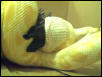 Rabbit Feeding Closeup 2