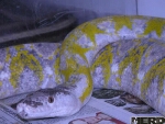 White Calico